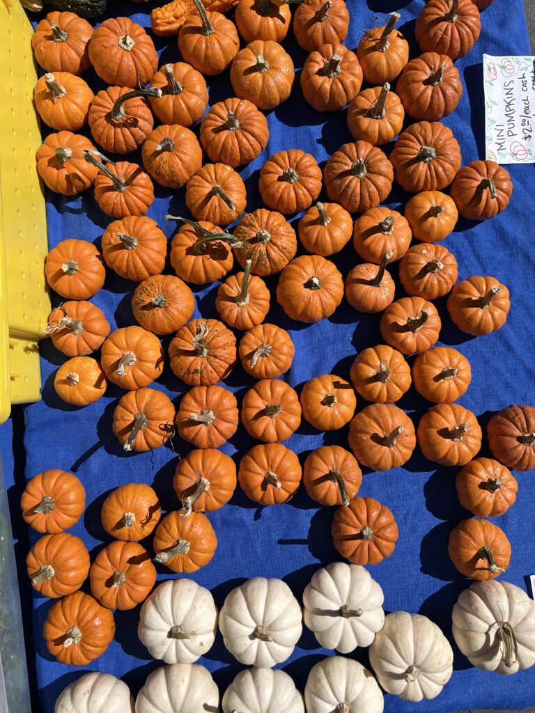 Pumpkin Maze